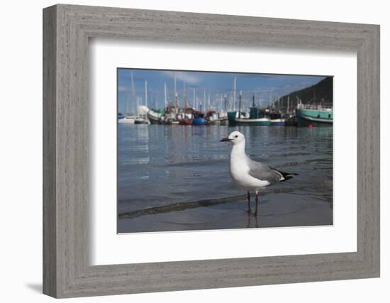 Hartlaubs Gull, Hout Bay Harbor, Western Cape, South Africa-Pete Oxford-Framed Photographic Print