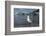 Hartlaubs Gull, Hout Bay Harbor, Western Cape, South Africa-Pete Oxford-Framed Photographic Print