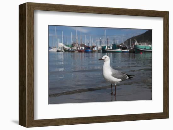 Hartlaubs Gull, Hout Bay Harbor, Western Cape, South Africa-Pete Oxford-Framed Photographic Print