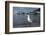 Hartlaubs Gull, Hout Bay Harbor, Western Cape, South Africa-Pete Oxford-Framed Photographic Print