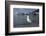 Hartlaubs Gull, Hout Bay Harbor, Western Cape, South Africa-Pete Oxford-Framed Photographic Print