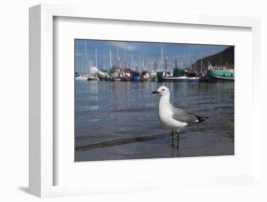 Hartlaubs Gull, Hout Bay Harbor, Western Cape, South Africa-Pete Oxford-Framed Photographic Print