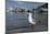 Hartlaubs Gull, Hout Bay Harbor, Western Cape, South Africa-Pete Oxford-Mounted Photographic Print