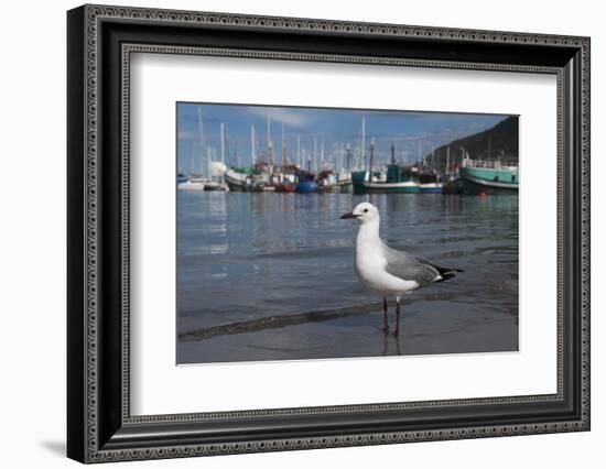 Hartlaubs Gull, Hout Bay Harbor, Western Cape, South Africa-Pete Oxford-Framed Photographic Print
