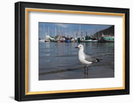 Hartlaubs Gull, Hout Bay Harbor, Western Cape, South Africa-Pete Oxford-Framed Photographic Print