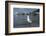 Hartlaubs Gull, Hout Bay Harbor, Western Cape, South Africa-Pete Oxford-Framed Photographic Print