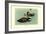 Hartlaus's Teal-Louis Agassiz Fuertes-Framed Art Print