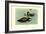 Hartlaus's Teal-Louis Agassiz Fuertes-Framed Art Print