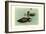 Hartlaus's Teal-Louis Agassiz Fuertes-Framed Art Print