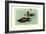 Hartlaus's Teal-Louis Agassiz Fuertes-Framed Art Print