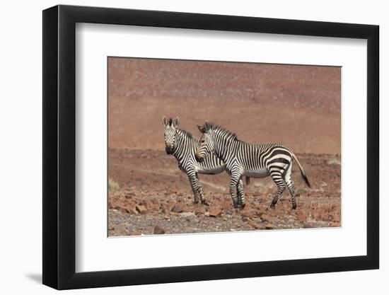 Hartmann's Mountain Zebra, (Equus Zebra Hartmannae), Kunene Region, Namibia, Africa-Ann and Steve Toon-Framed Photographic Print