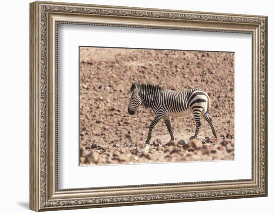 Hartmann's Zebra in the southern Kunene Region-Brenda Tharp-Framed Photographic Print