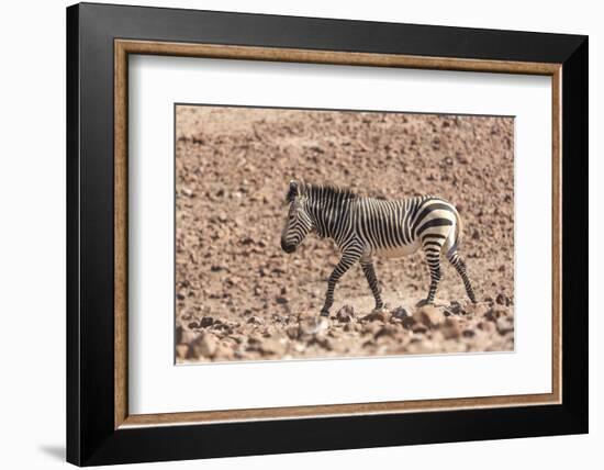 Hartmann's Zebra in the southern Kunene Region-Brenda Tharp-Framed Photographic Print