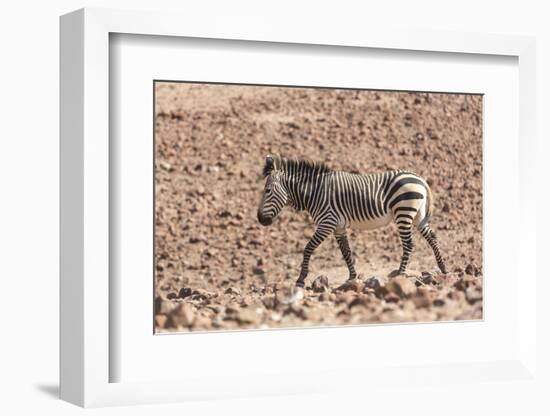 Hartmann's Zebra in the southern Kunene Region-Brenda Tharp-Framed Photographic Print