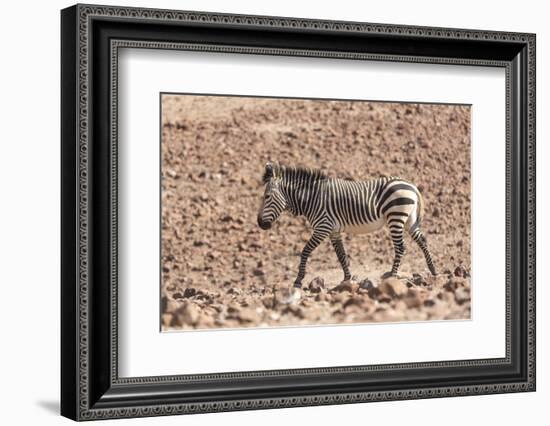 Hartmann's Zebra in the southern Kunene Region-Brenda Tharp-Framed Photographic Print