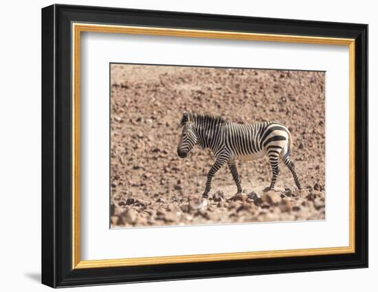 Hartmann's Zebra in the southern Kunene Region-Brenda Tharp-Framed Photographic Print