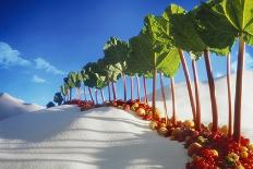 Avenue of Rhubarb Sticks and Fruit in a Sugar Desert-Hartmut Seehuber-Photographic Print