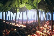 Rhubarb Forest with a Berry Floor-Hartmut Seehuber-Photographic Print
