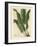 Harts-Tongue Fern, Asplenium Scolopendrium-James Sowerby-Framed Giclee Print