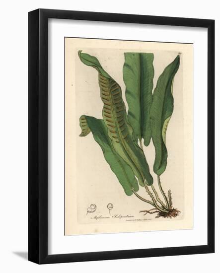 Harts-Tongue Fern, Asplenium Scolopendrium-James Sowerby-Framed Giclee Print