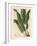 Harts-Tongue Fern, Asplenium Scolopendrium-James Sowerby-Framed Giclee Print