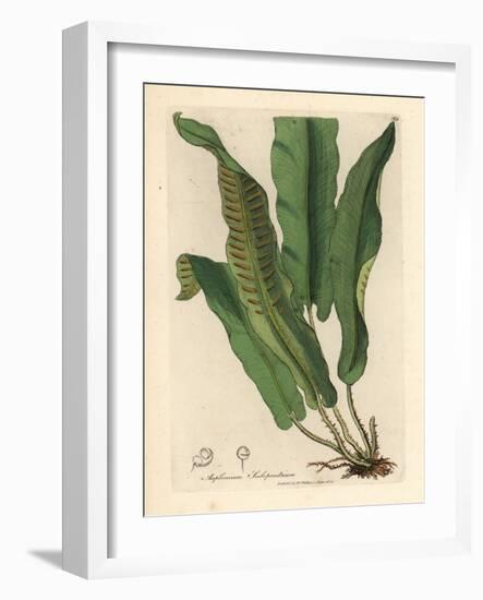 Harts-Tongue Fern, Asplenium Scolopendrium-James Sowerby-Framed Giclee Print