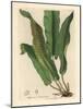 Harts-Tongue Fern, Asplenium Scolopendrium-James Sowerby-Mounted Giclee Print