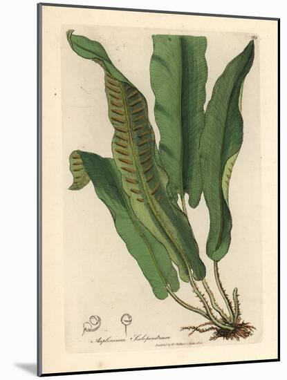 Harts-Tongue Fern, Asplenium Scolopendrium-James Sowerby-Mounted Giclee Print