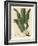 Harts-Tongue Fern, Asplenium Scolopendrium-James Sowerby-Framed Giclee Print