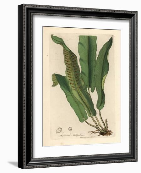 Harts-Tongue Fern, Asplenium Scolopendrium-James Sowerby-Framed Giclee Print