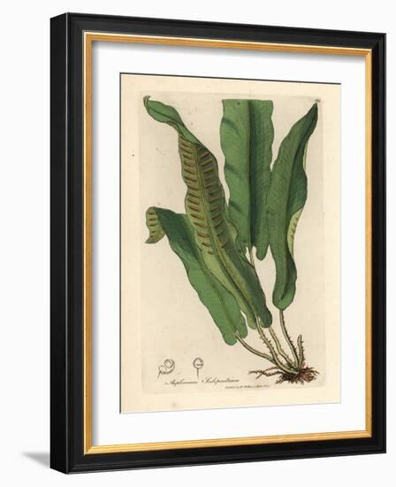 Harts-Tongue Fern, Asplenium Scolopendrium-James Sowerby-Framed Giclee Print