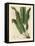 Harts-Tongue Fern, Asplenium Scolopendrium-James Sowerby-Framed Premier Image Canvas