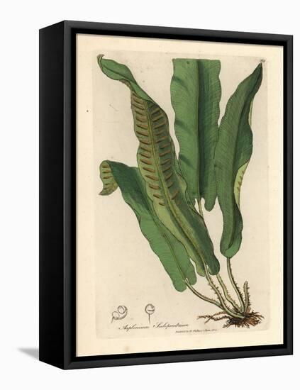 Harts-Tongue Fern, Asplenium Scolopendrium-James Sowerby-Framed Premier Image Canvas