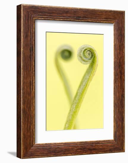 Harts tongue fern leaf unfurling in heart shape, Cornwall, UK-Ross Hoddinott-Framed Photographic Print