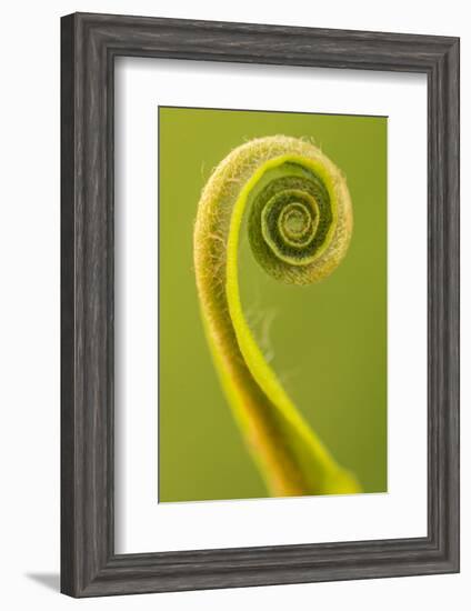 Harts Tongue Fern (Phyllitis Scolopendrium) Leaf Unfurling, Cornwall, UK, May-Ross Hoddinott-Framed Photographic Print