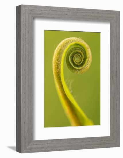 Harts Tongue Fern (Phyllitis Scolopendrium) Leaf Unfurling, Cornwall, UK, May-Ross Hoddinott-Framed Photographic Print