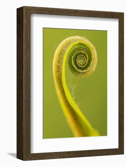 Harts Tongue Fern (Phyllitis Scolopendrium) Leaf Unfurling, Cornwall, UK, May-Ross Hoddinott-Framed Photographic Print