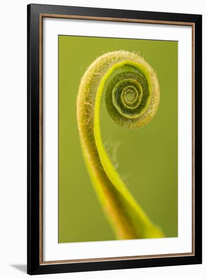 Harts Tongue Fern (Phyllitis Scolopendrium) Leaf Unfurling, Cornwall, UK, May-Ross Hoddinott-Framed Photographic Print