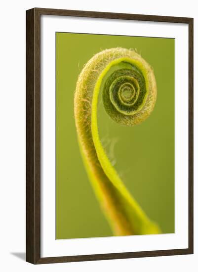 Harts Tongue Fern (Phyllitis Scolopendrium) Leaf Unfurling, Cornwall, UK, May-Ross Hoddinott-Framed Photographic Print