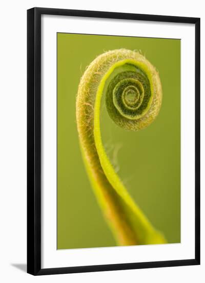 Harts Tongue Fern (Phyllitis Scolopendrium) Leaf Unfurling, Cornwall, UK, May-Ross Hoddinott-Framed Photographic Print