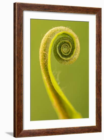 Harts Tongue Fern (Phyllitis Scolopendrium) Leaf Unfurling, Cornwall, UK, May-Ross Hoddinott-Framed Photographic Print