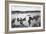 Harvard vs. Yale Rowing Crew Race Photograph - New London, CT-Lantern Press-Framed Art Print