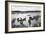 Harvard vs. Yale Rowing Crew Race Photograph - New London, CT-Lantern Press-Framed Art Print