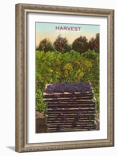 Harvest, Flats of Grapes-null-Framed Art Print