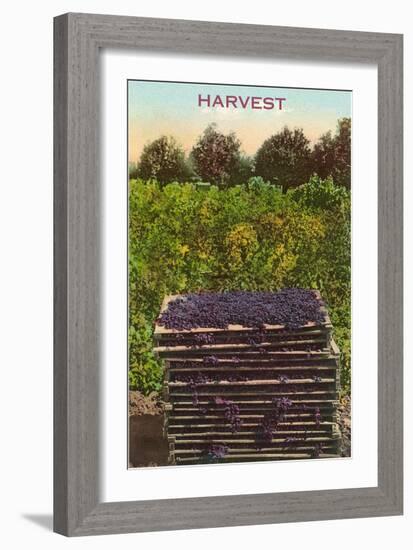 Harvest, Flats of Grapes-null-Framed Art Print