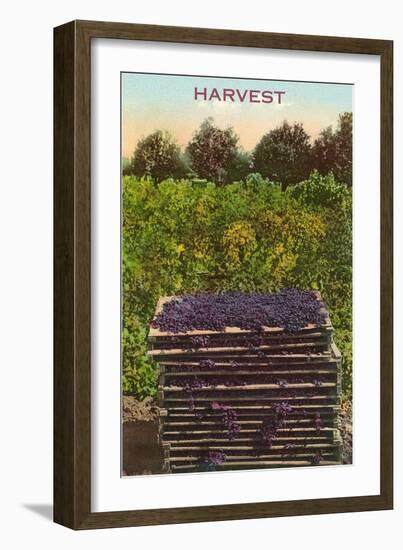 Harvest, Flats of Grapes-null-Framed Art Print