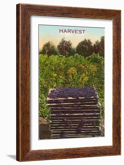 Harvest, Flats of Grapes-null-Framed Art Print