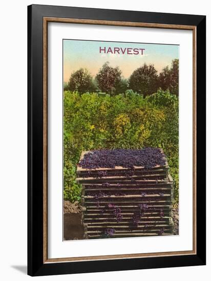 Harvest, Flats of Grapes-null-Framed Art Print