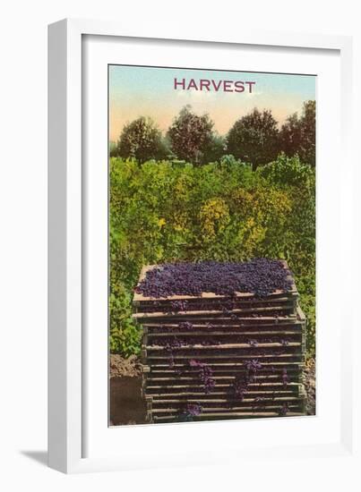 Harvest, Flats of Grapes-null-Framed Art Print