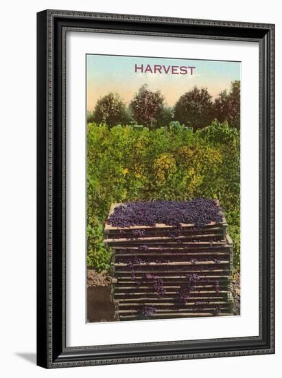 Harvest, Flats of Grapes-null-Framed Art Print